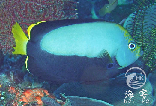 黄尾黑宝马 商品图3