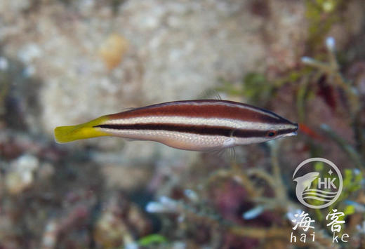 黄尾医生 商品图0