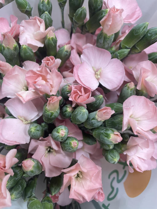 【卡萨】波萝蜜，蝴蝶康，粉色，18-20支/扎 商品图2