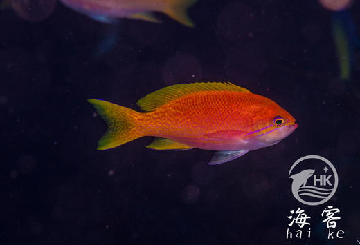 双斑宝石（母） 商品图1