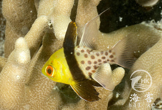 红眼玫瑰 商品图4