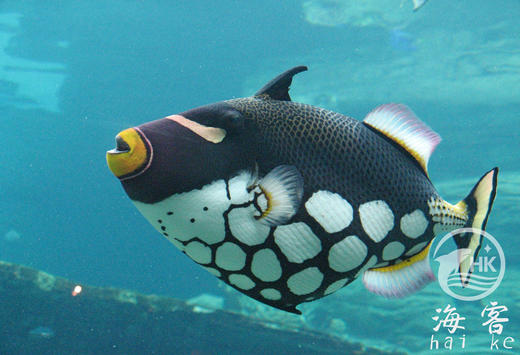 小丑炮弹 商品图0