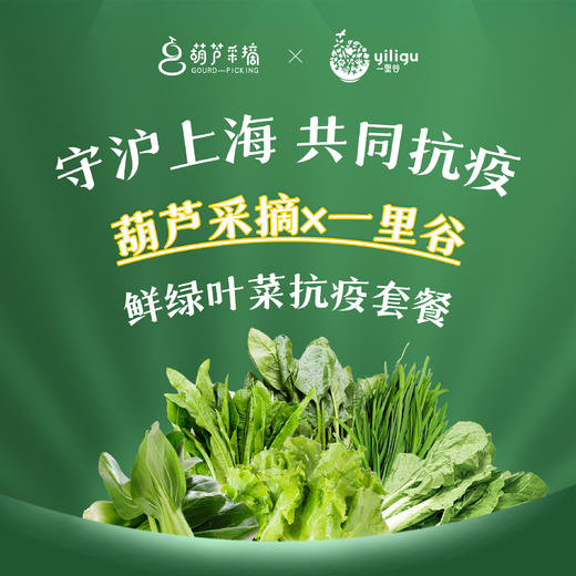 【新鲜绿叶菜套餐】39元/份，30份起送！一里谷菜篮子守沪套餐 商品图0