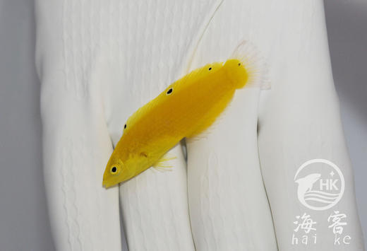 黄龙（翻沙） 商品图4