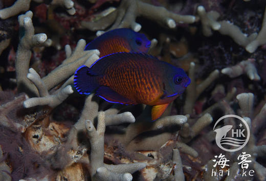 蓝闪电 商品图0