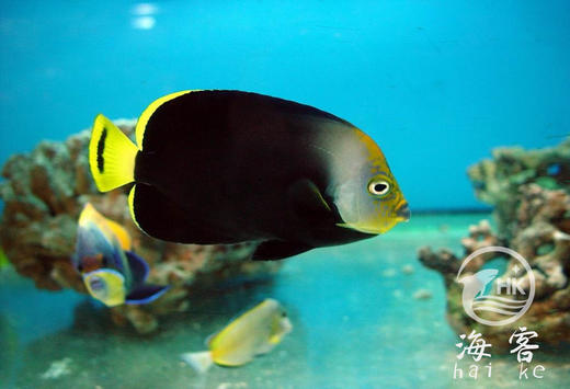 黄尾黑宝马 商品图1