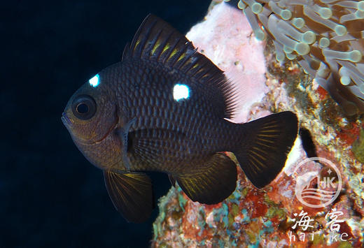 三点白 商品图3