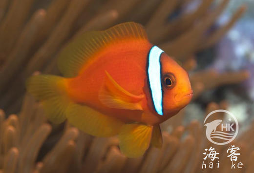 红小丑 商品图4