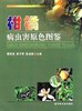 柑橘病虫害原色图鉴【中国农业出版社官方正版】  蔡明段主编 柑橘种植必备 柑橘实用 商品缩略图3