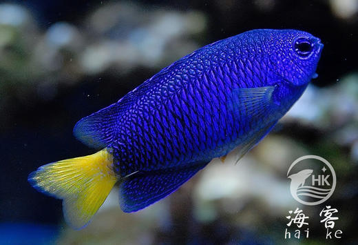 黄尾蓝么 商品图2