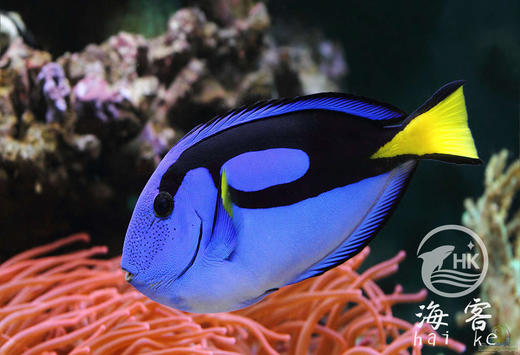 人工蓝吊（网红多莉） 商品图0