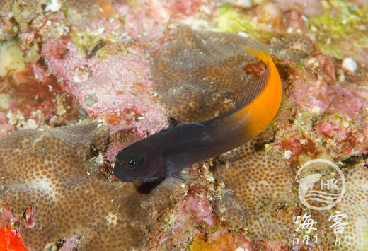 双色虾虎 商品图4