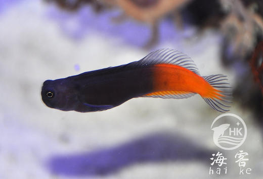 双色虾虎 商品图1