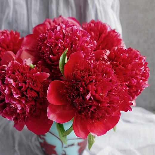 新西兰进口品种红色魅力芍药花 商品图5