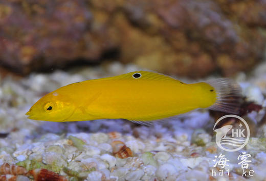 黄龙（翻沙） 商品图0