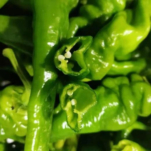 【严选】荆裕优选新鲜螺丝椒5斤 3斤 商品图2