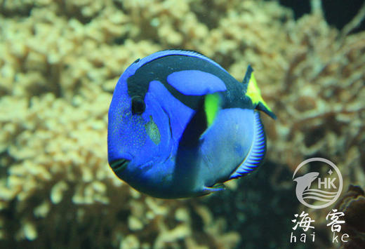 人工蓝吊（网红多莉） 商品图2