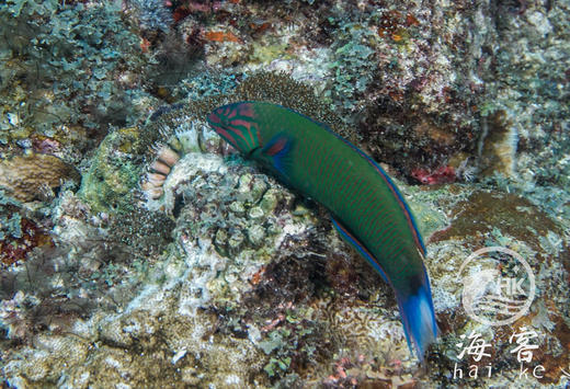 花面青龙 商品图2