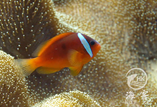 红小丑 商品图2