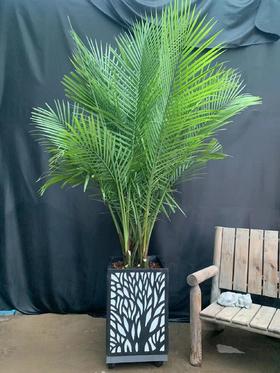 斑点白盆—幸福树