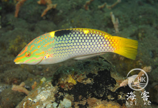 黄花龙 商品图2