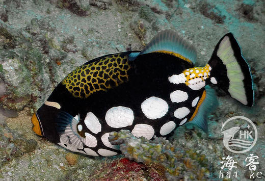 小丑炮弹 商品图3