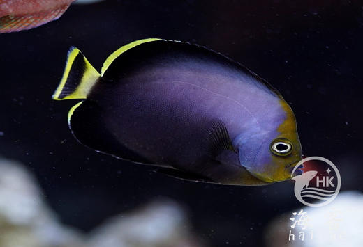 黄尾黑宝马 商品图2