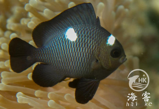 三点白 商品图2