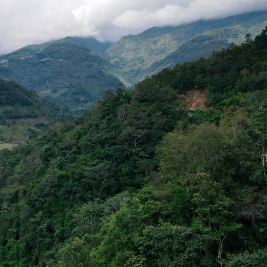 【积分兑换】【薄荷塘熟茶龙珠】2017年云南易武薄荷塘古300-500年普洱熟茶280g罐装40粒装 商品图3