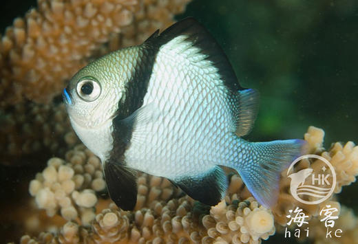 两间雀 商品图2