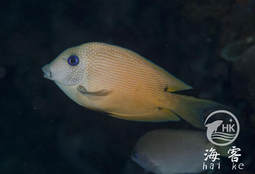 蓝眼食台吊 商品图6