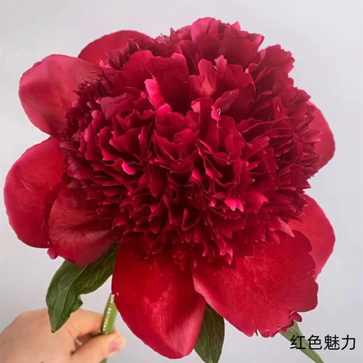 新西兰进口品种红色魅力芍药花 商品图1