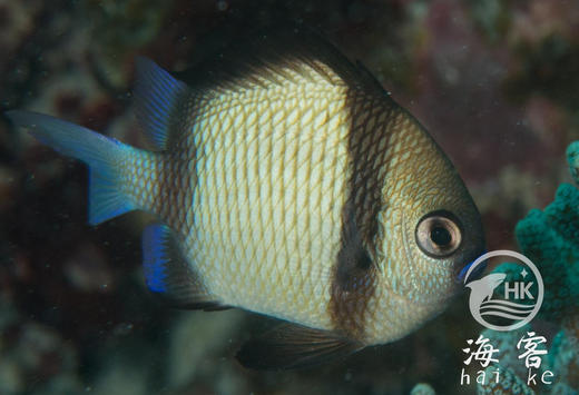 两间雀 商品图5