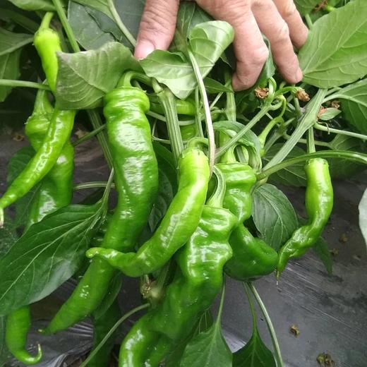 【严选】荆裕优选新鲜螺丝椒5斤 3斤 商品图1