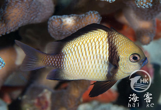 两间雀 商品图3