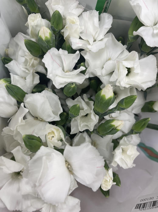 【艾德】波萝蜜，蝴蝶康，白色，18-20支/扎 商品图2