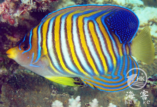 毛巾神仙 商品图5