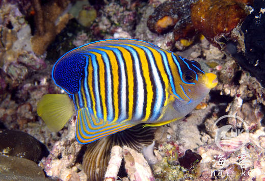 毛巾神仙 商品图2