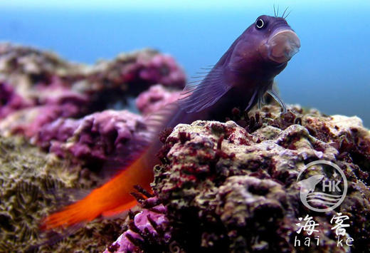 双色虾虎 商品图5