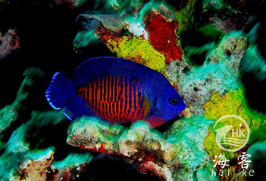 蓝闪电 商品图2