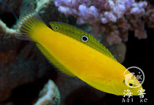 黄龙（翻沙） 商品图1