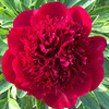 新西兰进口品种红色魅力芍药花 商品缩略图9