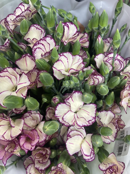 【缇娜】波萝蜜，蝴蝶康，紫边色，18-20支/扎 商品图2