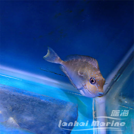 蓝点吊 商品图6