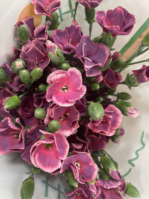 【布诺】波萝蜜，蝴蝶康，复古紫色，18-20支/扎 商品图1