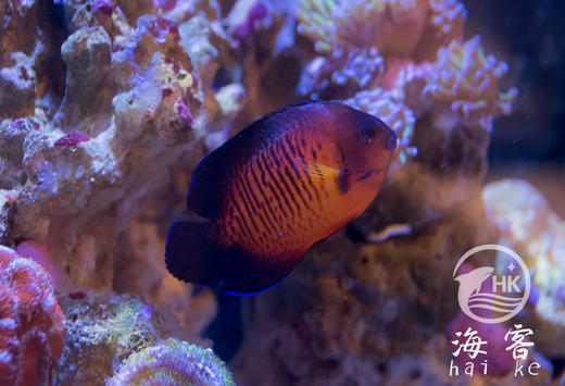 蓝闪电 商品图1