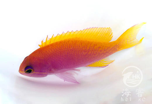 双斑宝石（母） 商品图5