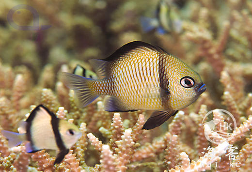 两间雀 商品图4