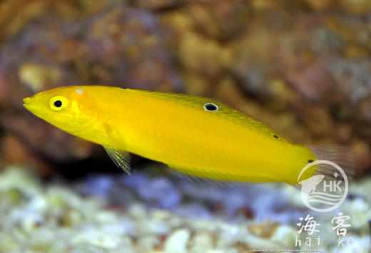 黄龙（翻沙） 商品图2