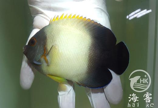 黑尾新娘 商品图1